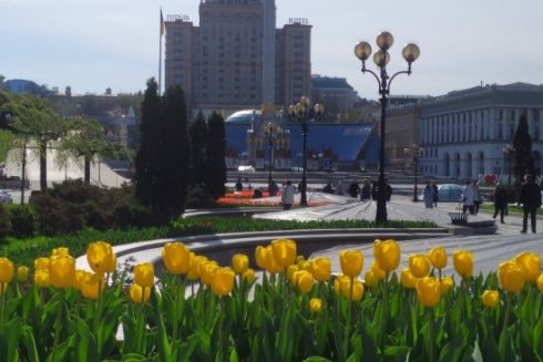 В центре Киева расцветут 115 тысяч тюльпанов из Нидерландов