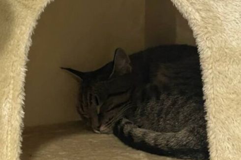 У Кривому Розі відкрили кото-кав'ярню з врятованими тваринами