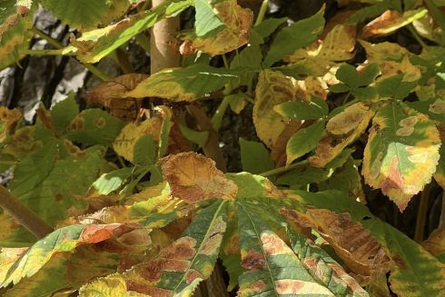 На Крещатике предлагают высадить вместо каштанов вязы: почему