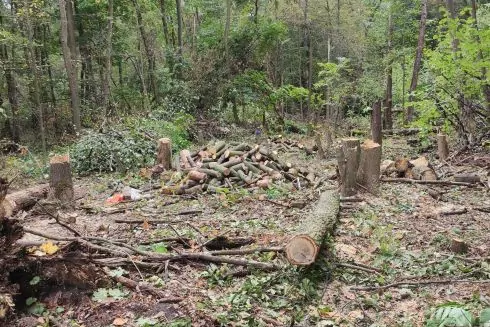 Возле нацпарка &laquo;Голосеевский&raquo; вырубают под застройку уникальный лес