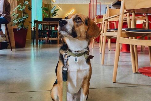 Кафе во Львове запустило продажу пиццы для собак. Деньги будут отдавать приюту для животных