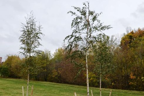 На вулиці Протасів Яр висадили дерева у пам'ять про Романа Ратушного: фото