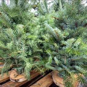 Сколько будет стоить новогодняя елка в Киеве в этом году