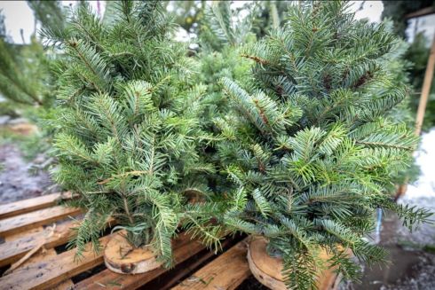 Скільки коштуватиме новорічна ялинка у Києві цьогоріч