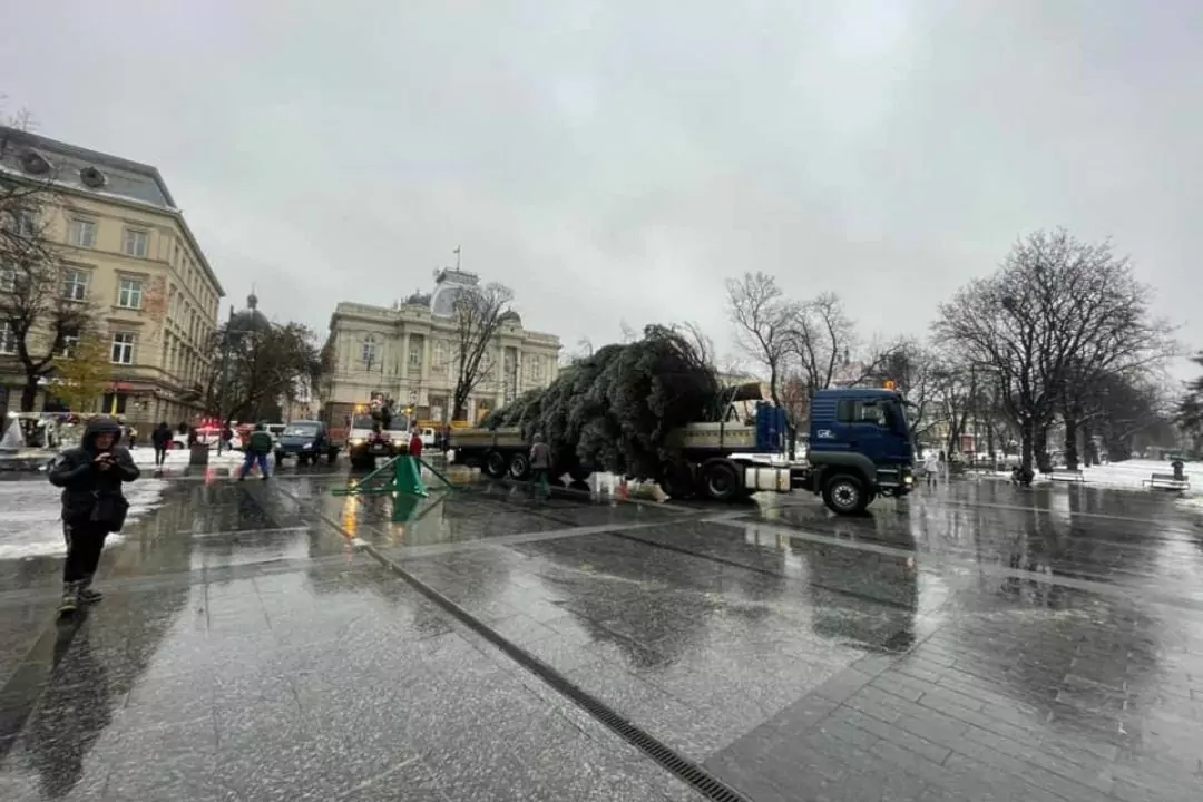 У центрі Львова встановлять ялинку: Її зрубали, щоб вона не пошкодила теплотрасу