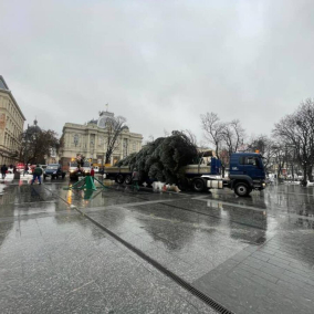 В центре Львова установят елку, корни которой повредила теплотрасса