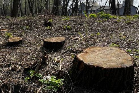 Збитки на суму понад 850 тисяч гривень: на Київщині незаконно зрізали дерева