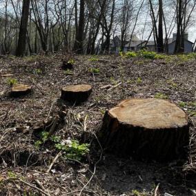 Збитки на суму понад 850 тисяч гривень: на Київщині незаконно зрізали дерева