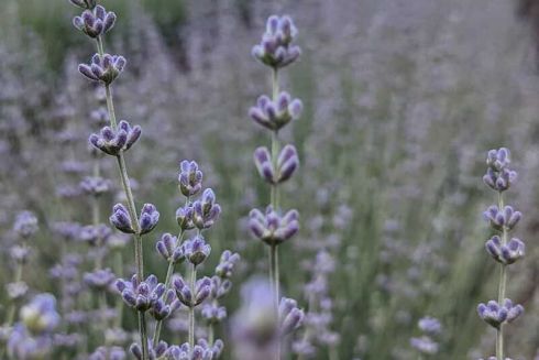 Виготовлятимуть цінну олію: в Україні відкриють перший завод з переробки лаванди