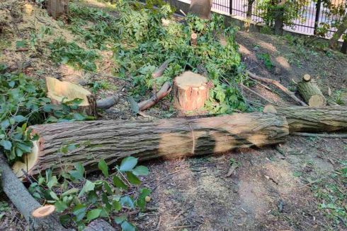 На Парковій дорозі невідомі спиляли дерева