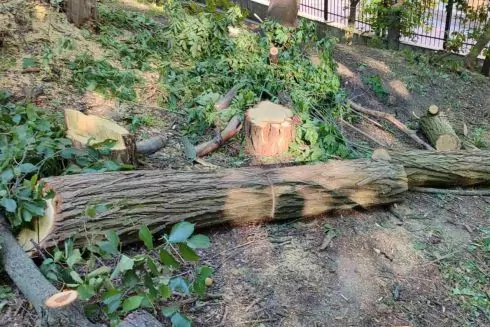 На Парковій дорозі невідомі спиляли дерева