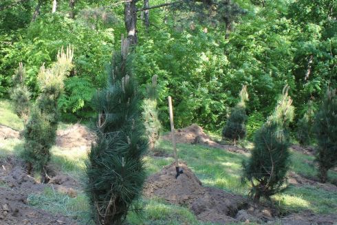 У ботсаду на Печерську висадили 25 кримських сосен