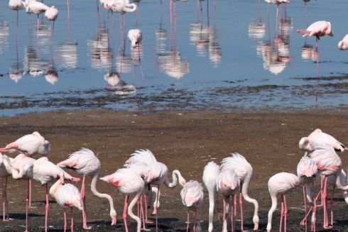 На Одещині оселилися рідкісні рожеві фламінго