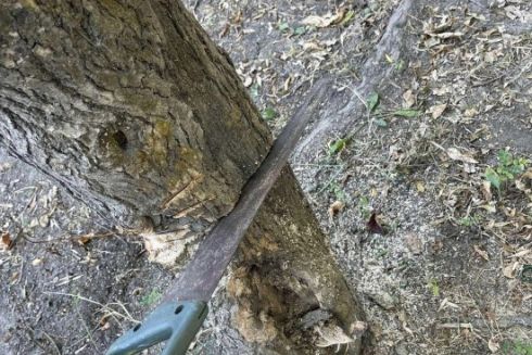 Возле Русановской набережной срезали два здоровых дерева