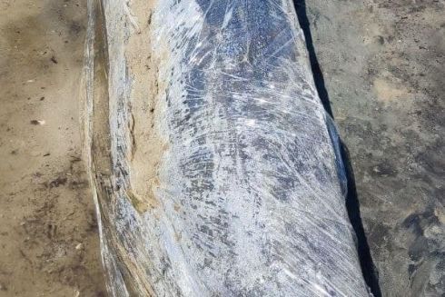 На «Хортиці» знайшли човен, якому понад 300 років