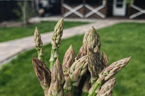 Где заказать спаржу: 10 украинских производителей