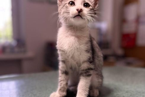 UAnimals создали платформу донорства крови для животных