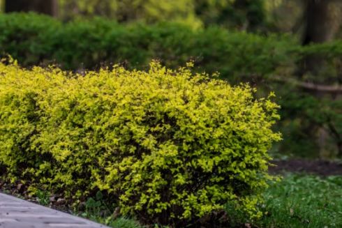 На озеленение территории возле «Демеевской» потратят более 777 тысяч гривен