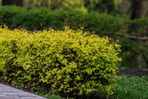 На озеленення території біля &laquo;Деміївської&raquo; витратять понад 777 тисяч гривень