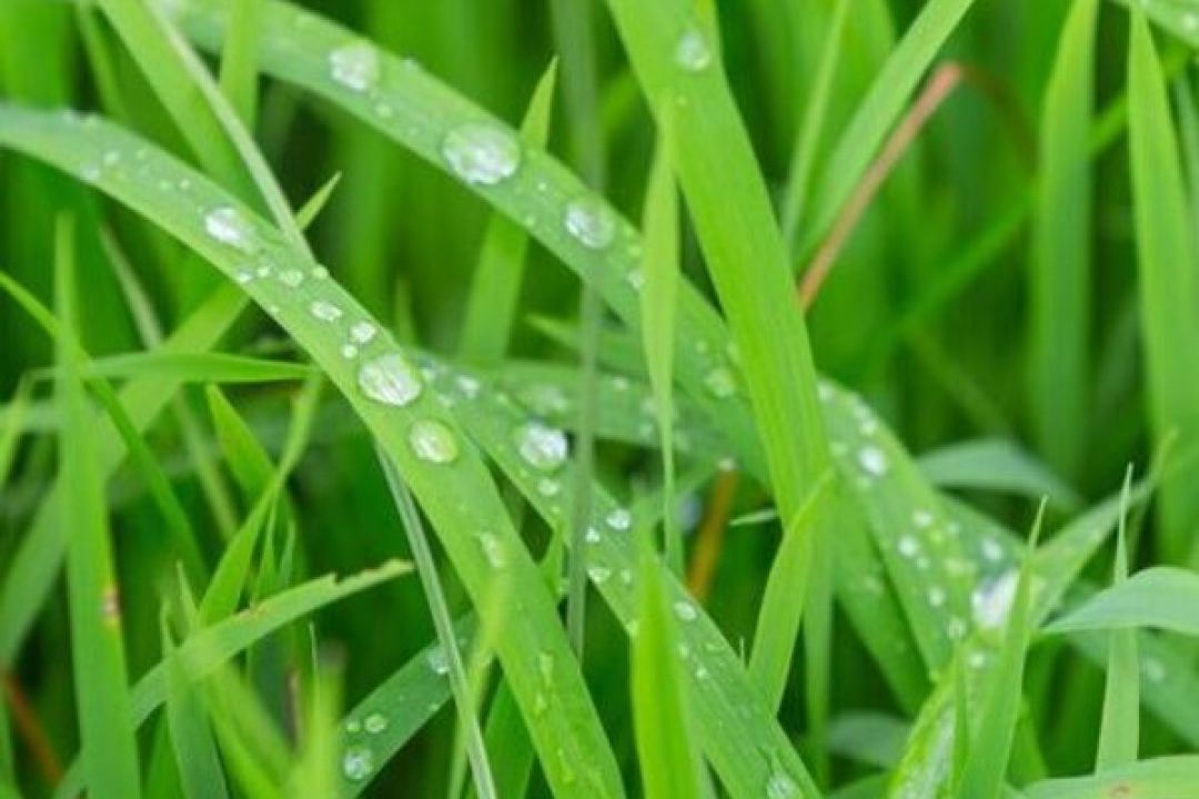 Цьогоріч у Львові відмовилися від весняного покосу трави: яка причина