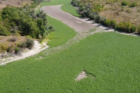 Половину Каховського водосховища після підриву ГЕС вкрили вербові ліси