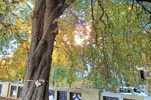 "Київзеленбуду" погрожують судом, якщо вони не спиляють 90-річний каштан біля Пейзажної алеї