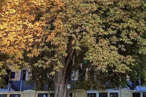 Боротьба за 90-річний каштан на Пейзажній алеї: директор музею все ще відмовляється від його лікування