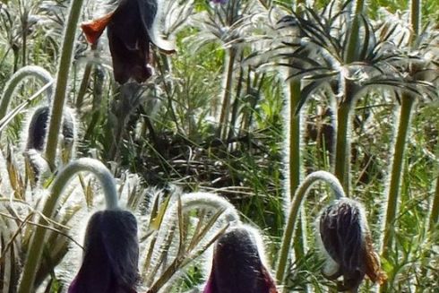 Киевсовет предоставил охранный статус четырем ботаническим памятникам природы