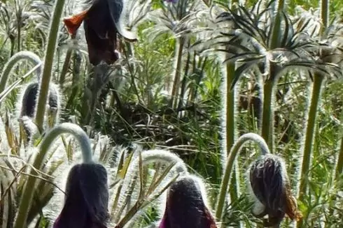 Киевсовет предоставил охранный статус четырем ботаническим памятникам природы