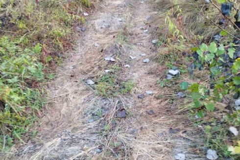 Два ландшафтні заказники Києва перетворилися на полігон для квадроциклів