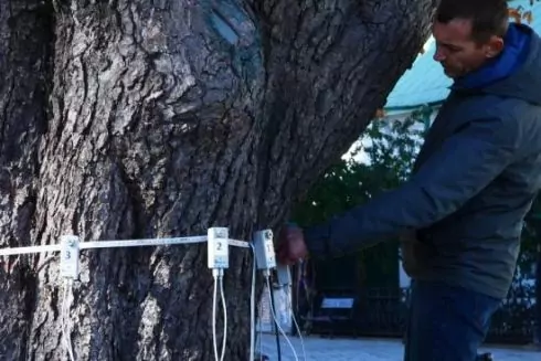 На территории Лавры обследовали вековые каштаны и липы: теперь их будут лечить