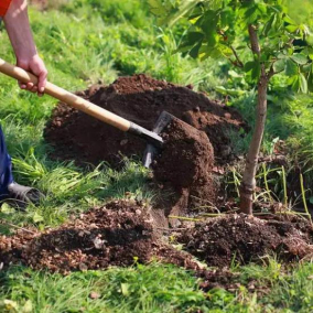 Для Голосіївського району закуплять 700 дерев за понад 7 млн грн