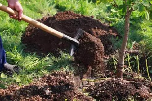 Для Голосіївського району закуплять 700 дерев за понад 7 млн грн