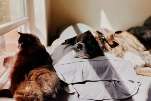 У Києві лише 27&thinsp;% квартир можна орендувати з тваринами &mdash; дослідження