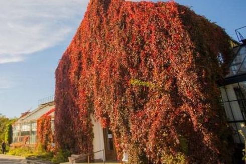 Оранжерею на ВДНГ закривають на ремонт