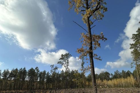 Возле Гостомельского аэропорта начали высаживать новый лес