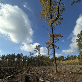Біля Гостомельського аеропорту почали висаджувати новий ліс