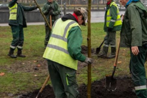 В Киеве высаживают устойчивые к ураганам деревья: фото