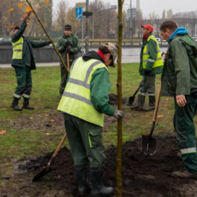 У Києві висаджують стійкі до буревіїв дерева: фото