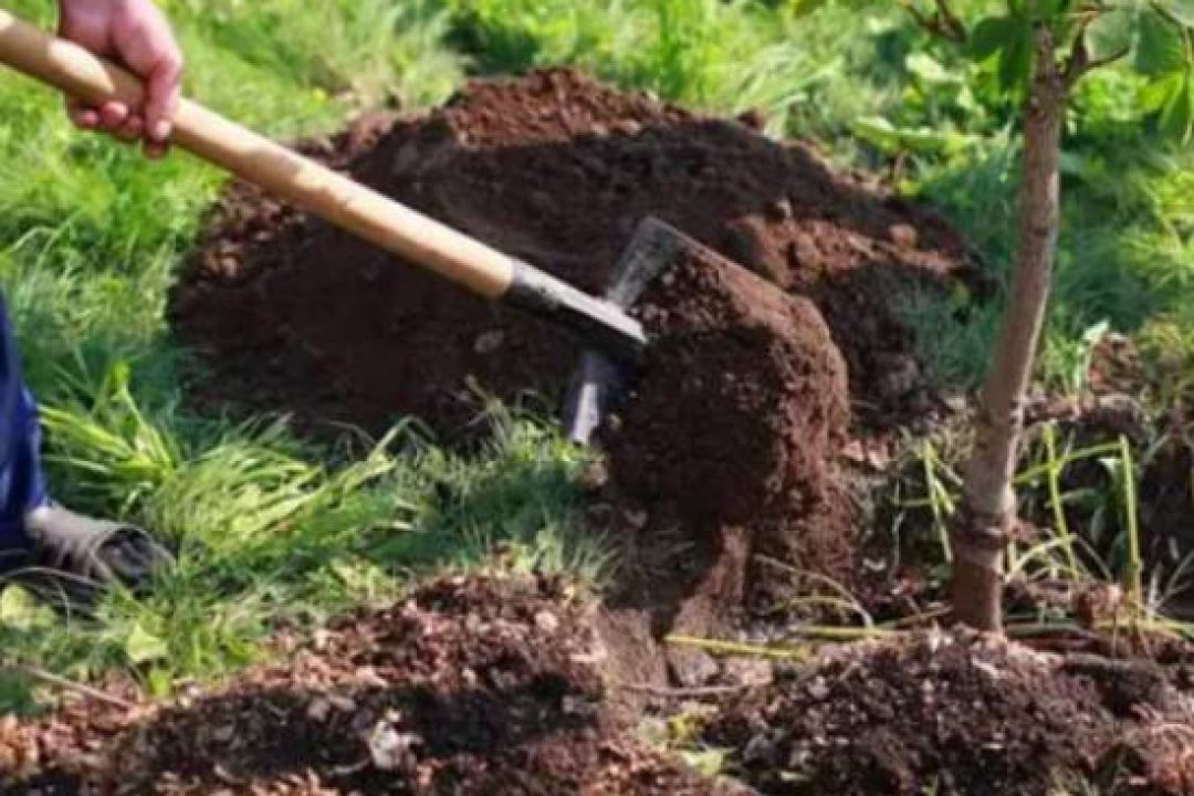 На озеленення Дарницького району планують витратити 6,3 млн гривень