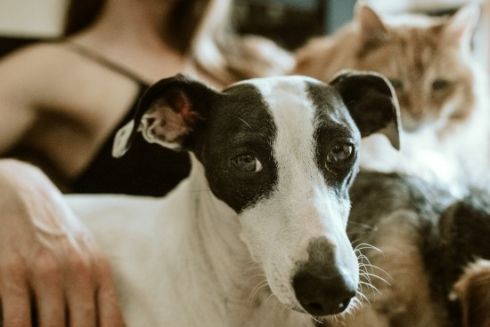 У “Дії” з’являться електронні ветеринарні паспорти для домашніх тварин: деталі