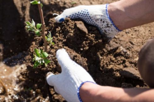 На одній із вулиць Києва висадять дерева і замінять плитку за понад 11 млн гривень