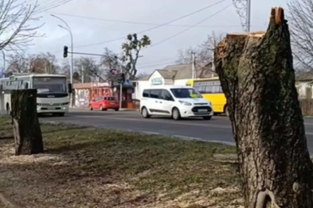 У Броварах заради будівництва McDonald&rsquo;s зрізали алею каштанів