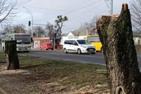 У Броварах заради будівництва McDonald&rsquo;s зрізали алею каштанів