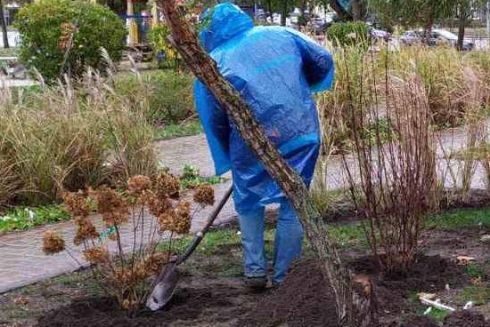 У парках Дніпровського району та на Трухановому острові висадили клени та лаванду