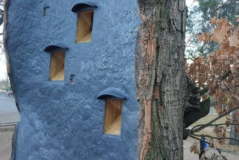 На Київщині вилікували 260-річний дуб і облаштували в ньому житло для птахів