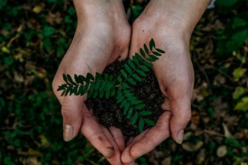 В Украине создали проект по восстановлению зеленых зон, уничтоженных российскими ракетами