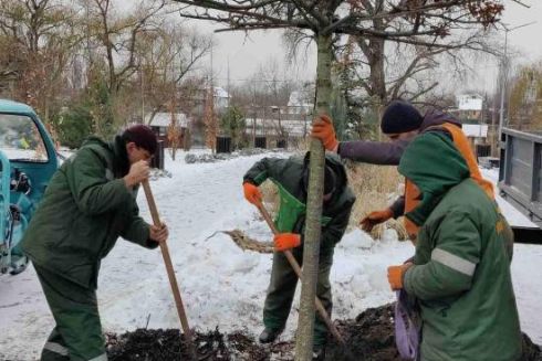 На левом берегу Киева высадили елки, дуб в форме зонтика и кусты