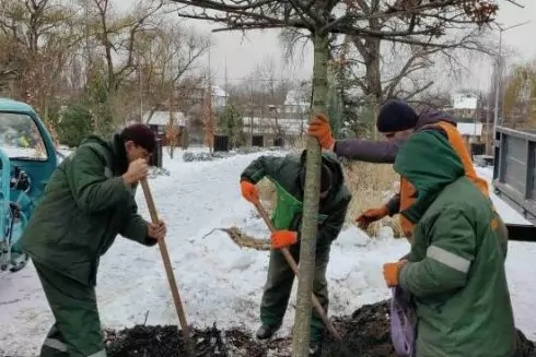 На левом берегу Киева высадили елки, дуб в форме зонтика и кусты