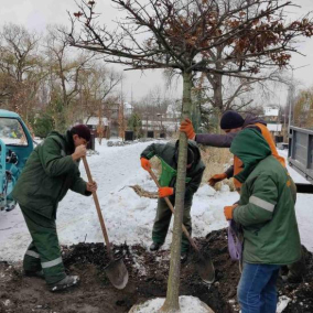 На левом берегу Киева высадили елки, дуб в форме зонтика и кусты